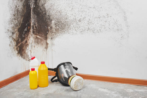 Trusted Arcola, TX Mold Remediation Experts