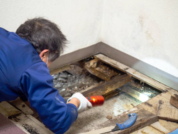 Best Crawl Space Mold Remediation in Arcola, TX