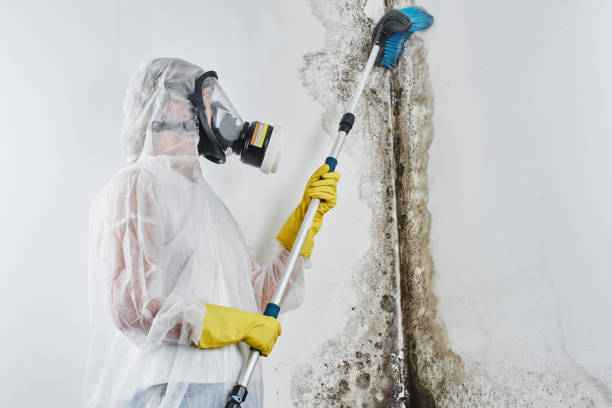 Best Health and Safety Mold Remediation in Arcola, TX