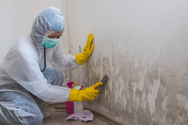 Best White Mold Remediation in Arcola, TX