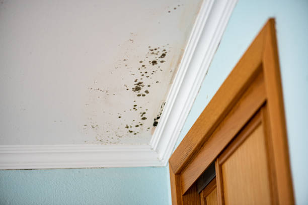 Best Industrial Mold Remediation in Arcola, TX