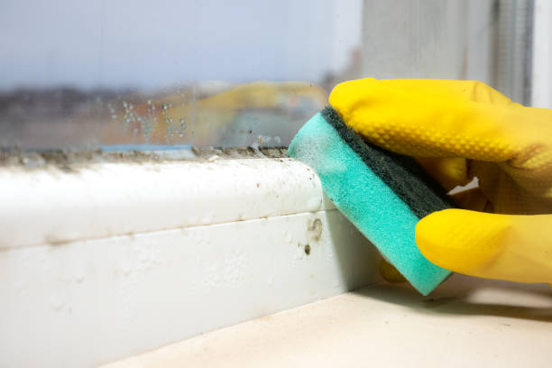 Best Residential Mold Remediation in Arcola, TX