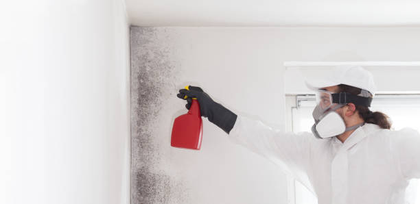 Best Kitchen Mold Remediation in Arcola, TX