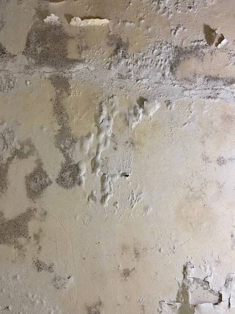Best Localized Mold Remediation (e.g., coastal areas, humid climates) in Arcola, TX