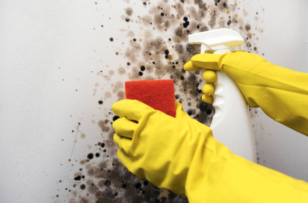 Best Residential Mold Remediation in Arcola, TX